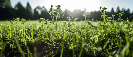 Closeup of green grass in the meadow with sunbeamsの素材