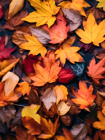 Colorful autumn leaves in water background. Top view, flat layの素材