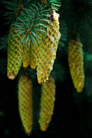 Cones - spruce / pine treeの写真素材