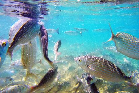 Wild Salema / Sarpa salpa in ocean / Canary Islands