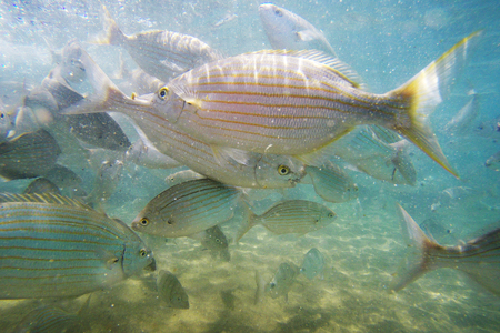 Wild Salema / Sarpa salpa in ocean / Canary Islandsの写真素材