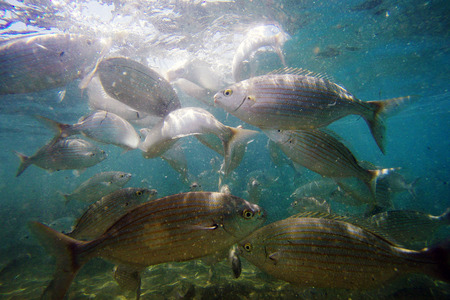 Wild Salema / Sarpa salpa in ocean / Canary Islandsの写真素材