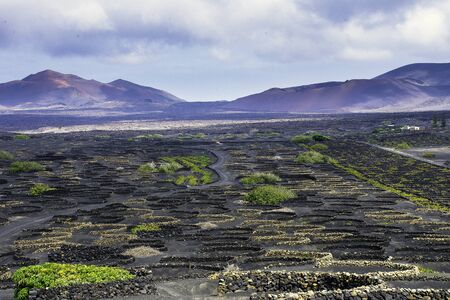 The Wine Valley of La Geria / Lanzarote / Canary Islandsの写真素材