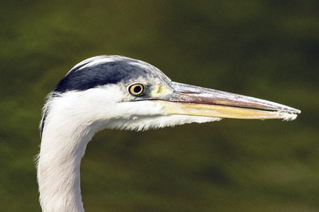 Wild heron on hunt - portrait  United Kingdomの写真素材