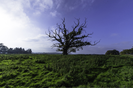 Lonely treeの写真素材