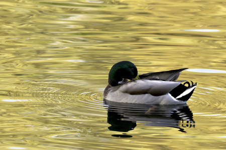 Swimming Mallard  / Wild Duck during sunsetの写真素材