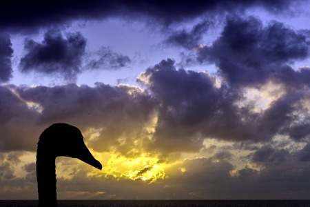 Swan with sunrise over the ocean before storm in background. Lanzarote. Canary Islandsの写真素材