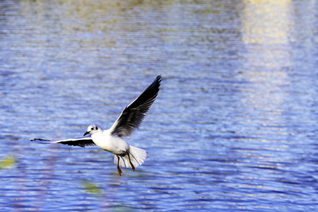 Flying Common Tern in the park - Bedfont Lakes Country Park, London