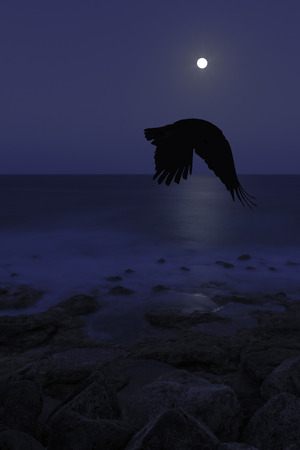Full moon over Atlantic Ocean an flying raven - Los Cocoteros, Lanzarote, Canary Islands, Spainの写真素材