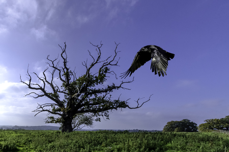 Lonely tree and flying raven - United Kingdomの写真素材