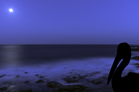 Silhouette of a wild pelican with moon over the ocean - Los Cocoteros, Lanzarote, Canary Islands, Spainの写真素材