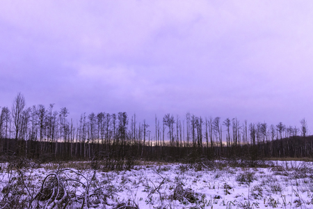 Sunset over swamp in Kampinos National Park in winter - Polandの写真素材