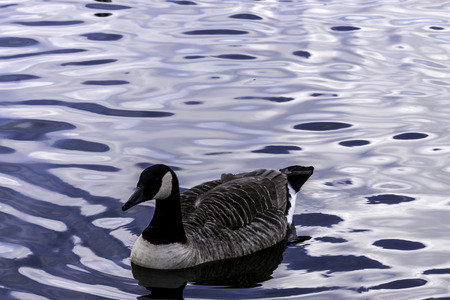 Canada goose swimming in Bedfont Lakes Country Park - London, United Kingdomの写真素材