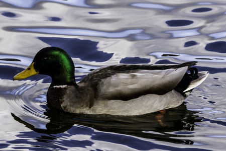 Swimming Mallard  / Wild Duck in Bedfont Lakes Country Park, London, United Kingdomの写真素材