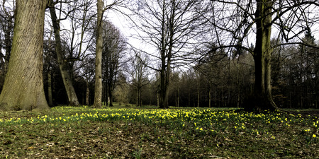Spring with yellow daffodils in the forestの写真素材