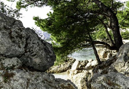 Croatian pine tree with Adriatic Sea in background - Brela, Makarska Riviera, Dalmatia, Croatiaの写真素材