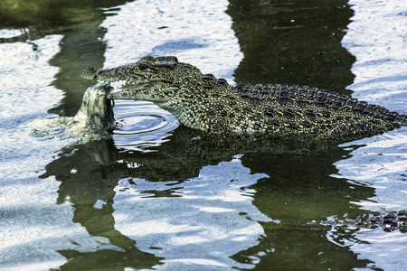 Cuban crocodile (Crocodylus Rhombifer) is a small species of crocodile endemic to Cuba - Peninsula de Zapata National Park / Zapata Swamp, Cubaの写真素材