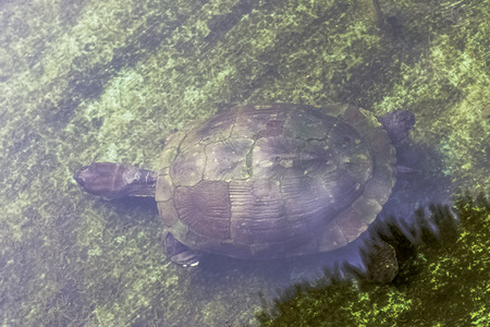 Cuban slider (Trachemys decussata), turtle native to Cuba swimming under water - Peninsula de Zapata...