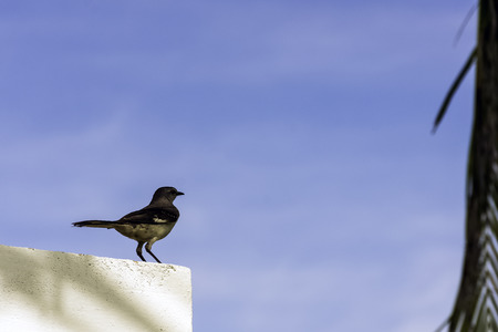 Northern mockingbird (Mimus polyglottos) - Varadero, Cubaの写真素材