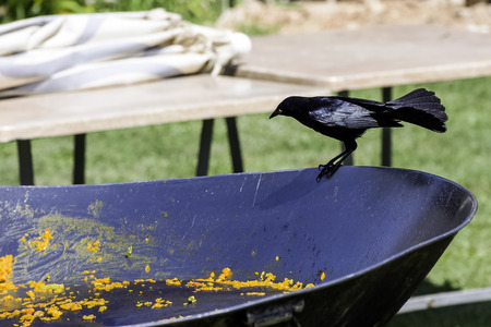 The Greater Antillean grackle (Quiscalus niger) during Cuban lunch - Varadero, Cubaの写真素材