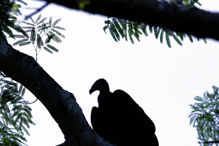 Turkey Vulture (cathartes aura), also known as the Turkey Buzzard, John Crow or Carrion Crow - Peninsula de Zapata National Park / Zapata Swamp, Cubaの写真素材