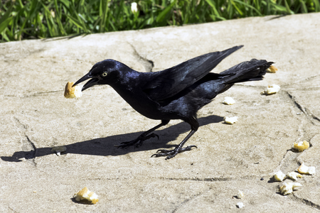 Greater Antillean grackle (Quiscalus niger) - Varadero, Cuba