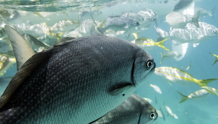 Marine life in Atlantic Ocean on Cuban coast