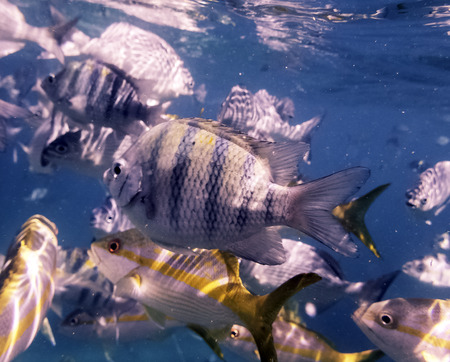 Marine life in Atlantic Ocean on Cuban coast