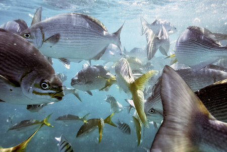 Marine life in Atlantic ocean on Cuban coast