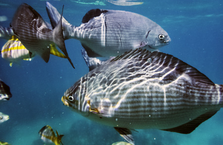Marine life in Atlantic Ocean on Cuban coastの写真素材