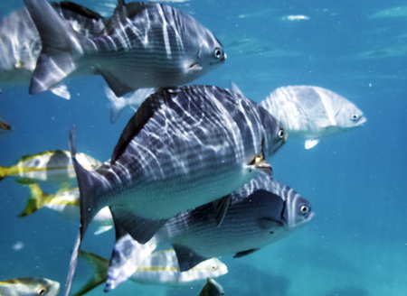 Marine life in Atlantic Ocean on Cuban coastの写真素材