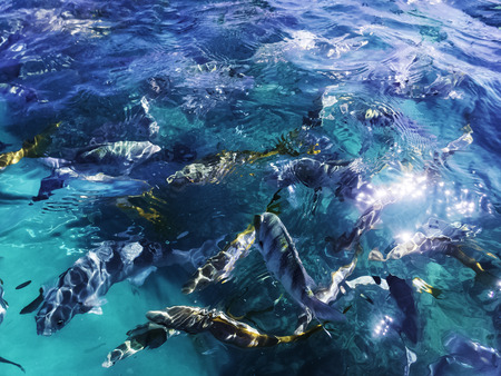 Marine life in Atlantic Ocean on Cuban coastの写真素材