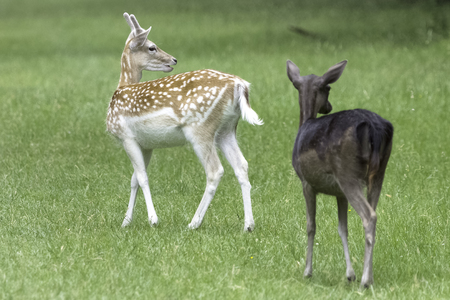 Wild young deer in London, United Kingdomの写真素材