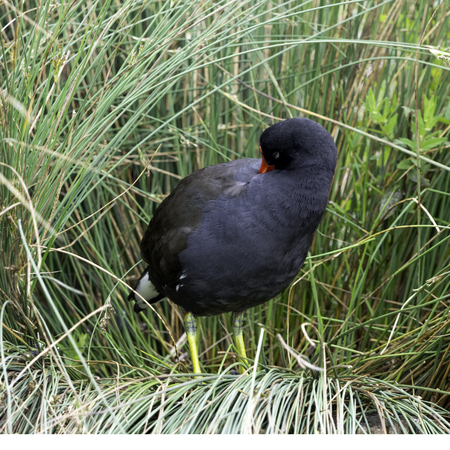 Eurasian common moorhen (Gallinula chloropus) also known as marsh hen, waterhen and swamp chickenの写真素材