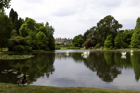 Water lilies (nymphaeaceae or lily pad) in Shefield Lake - Uckfield, United Kingdomの写真素材