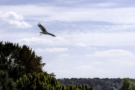 Flying golden eagle (Aquila chrysaetos) in United Kingdomの写真素材