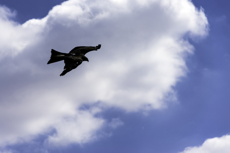 Flying red kite (Milvus milvus)