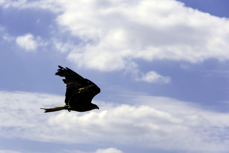 Flying black kite (Milvus migrans)の写真素材