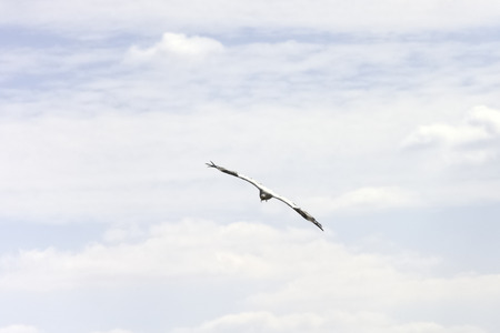 Flying Egyptian vulture (Neophron percnopterus), also called the white scavenger vulture or pharaoh's chickenの写真素材