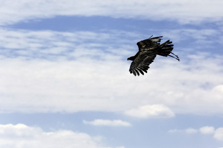 Young bald eagle (Haliaeetus leucocephalus) also known as white-headed eagle, white-tailed eagle, sea eagle or American eagle flying on the blue skyの写真素材