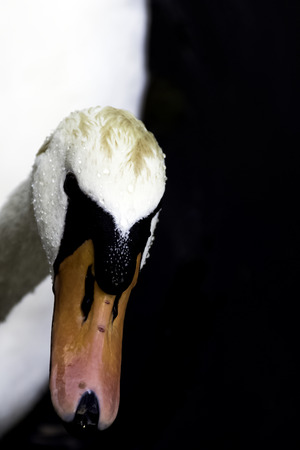 Mute swan (Cygnus olor) - United Kingdomの写真素材