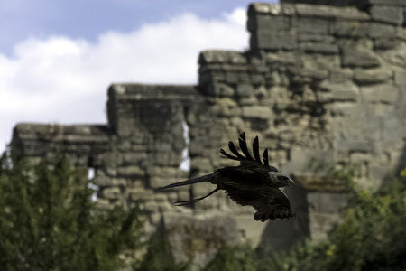 Flying red kite (Milvus milvus)