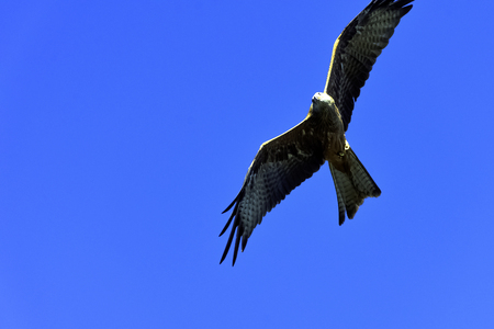Flying red kite (Milvus milvus) in Warwick, Warwickshire, United Kingdom