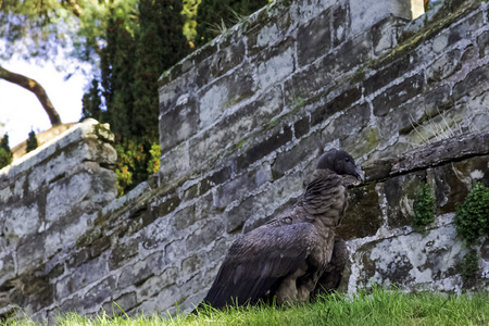 Young Andean condor (Vultur gryphus) on the grass next to castle wall