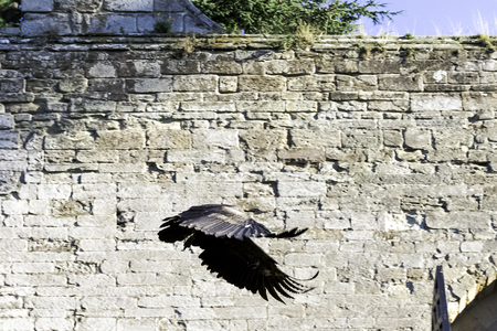 Flying red kite (Milvus milvus)の写真素材
