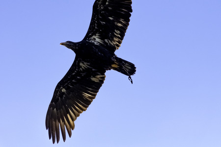 Young bald eagle (Haliaeetus leucocephalus) also known as white-headed or white-tailed eagle, sea...
