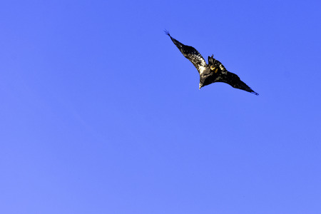 Young bald eagle (Haliaeetus leucocephalus) also known as white-headed or white-tailed eagle, sea...
