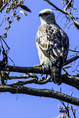 Young changeable hawk-eagle or crested hawk-eagle (Nisaetus cirrhatus) in Jim Corbett National Park, Indiaの写真素材