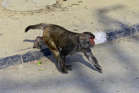 Streat of New Delhi with wild monkey