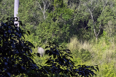 Indian elephant (Elephas maximus indicus) is one of three recognized subspecies of the Asian...